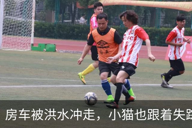 房车被洪水冲走，小猫也跟着失踪，8天后它突然回家了，全家人都哭了